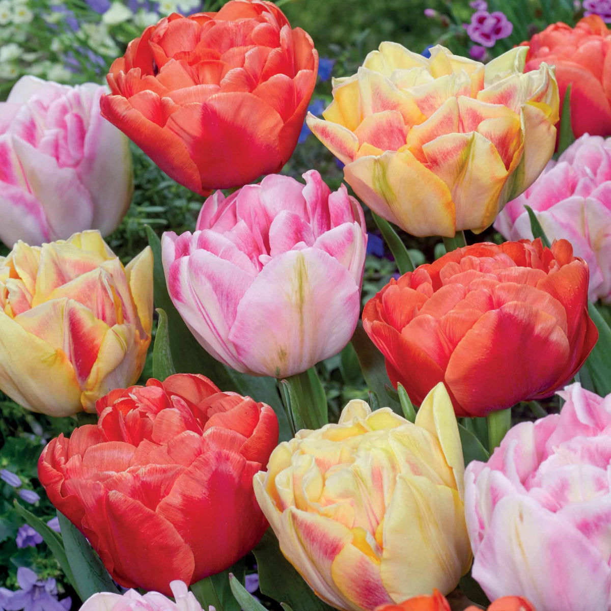 Collection de 12 Tulipes à fleurs de pivoine en mélange - Tulipa foxtrot, foxy foxtrot , copper image - Plantes