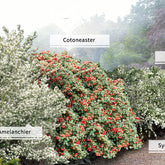 Collection Haie aux oiseaux - Willemse