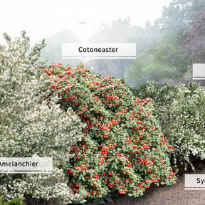 Collection Haie aux oiseaux - Willemse