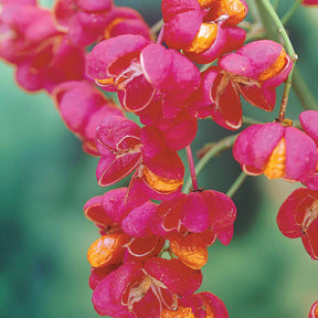 Cotoneaster franchetii, Amelanchier lamarckii, Euonymus, Symphoricarpos - Collection Haie aux oiseaux - Collections d'arbustes