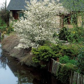 Collections d'arbustes - Collection Haie aux oiseaux - Cotoneaster franchetii, Amelanchier lamarckii, Euonymus, Symphoricarpos