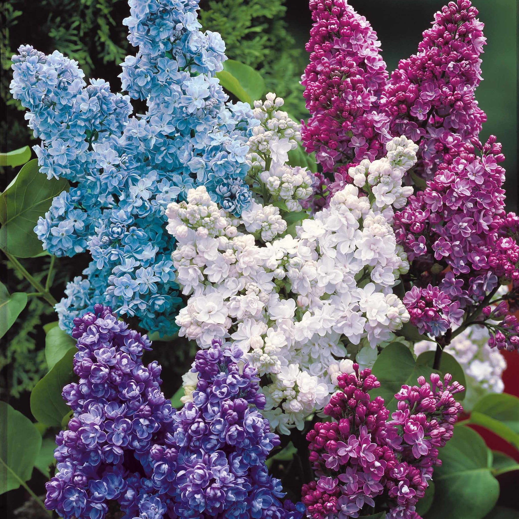Collection de 4 Lilas doubles : bleu, rouge, lilas, blanc - Syringa vulgaris - Plantes
