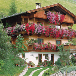 Vente Géranium lierre rouge