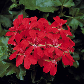 Pelargonium peltatum - Géranium lierre rouge - Géranium de balcon