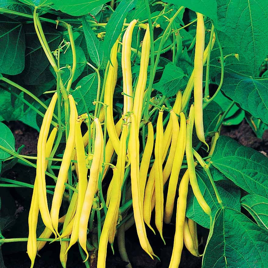 Haricot nain beurre Hildora - Willemse