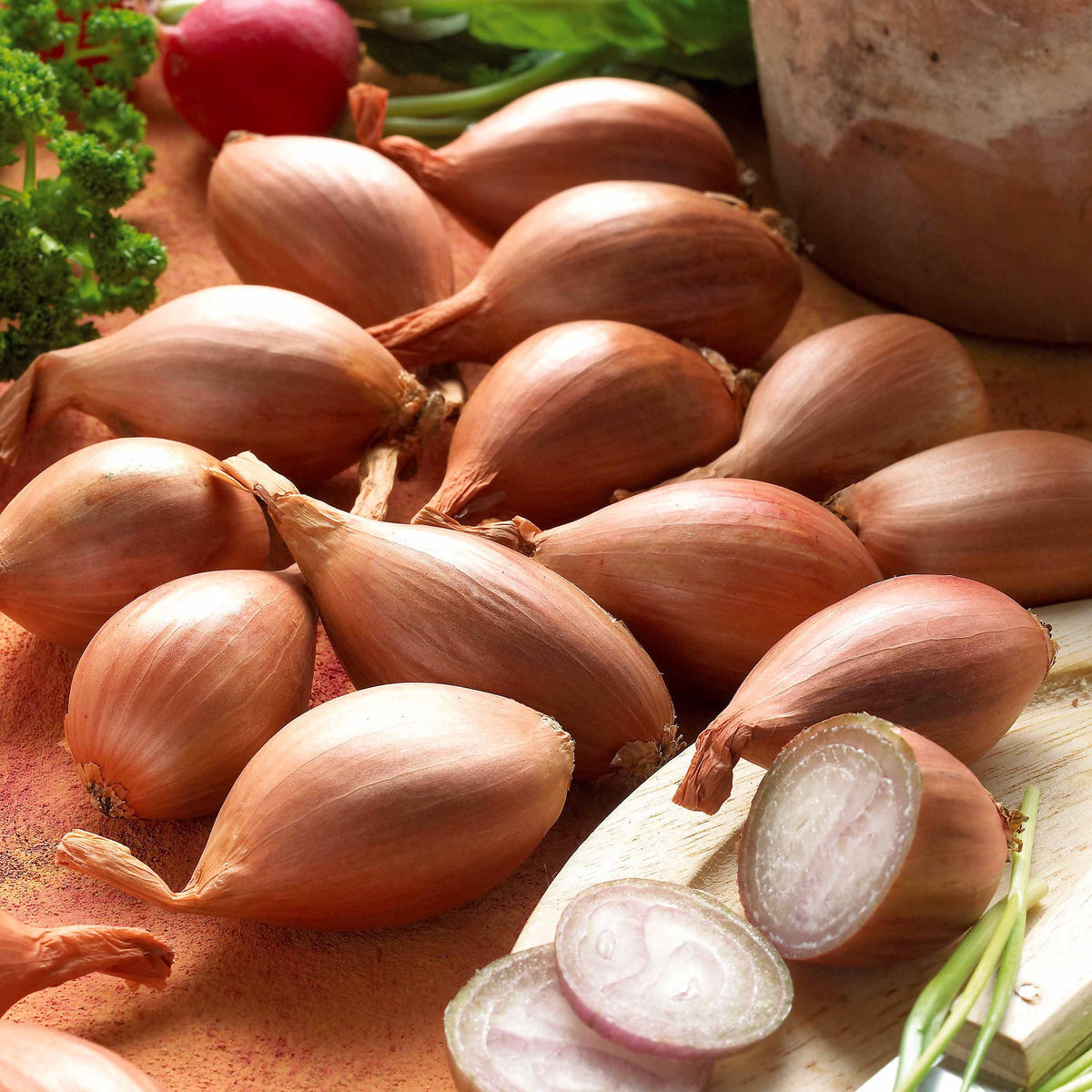 2 Sachets de bulbes d'Échalote Griselle (2 x 500 g) - Willemse