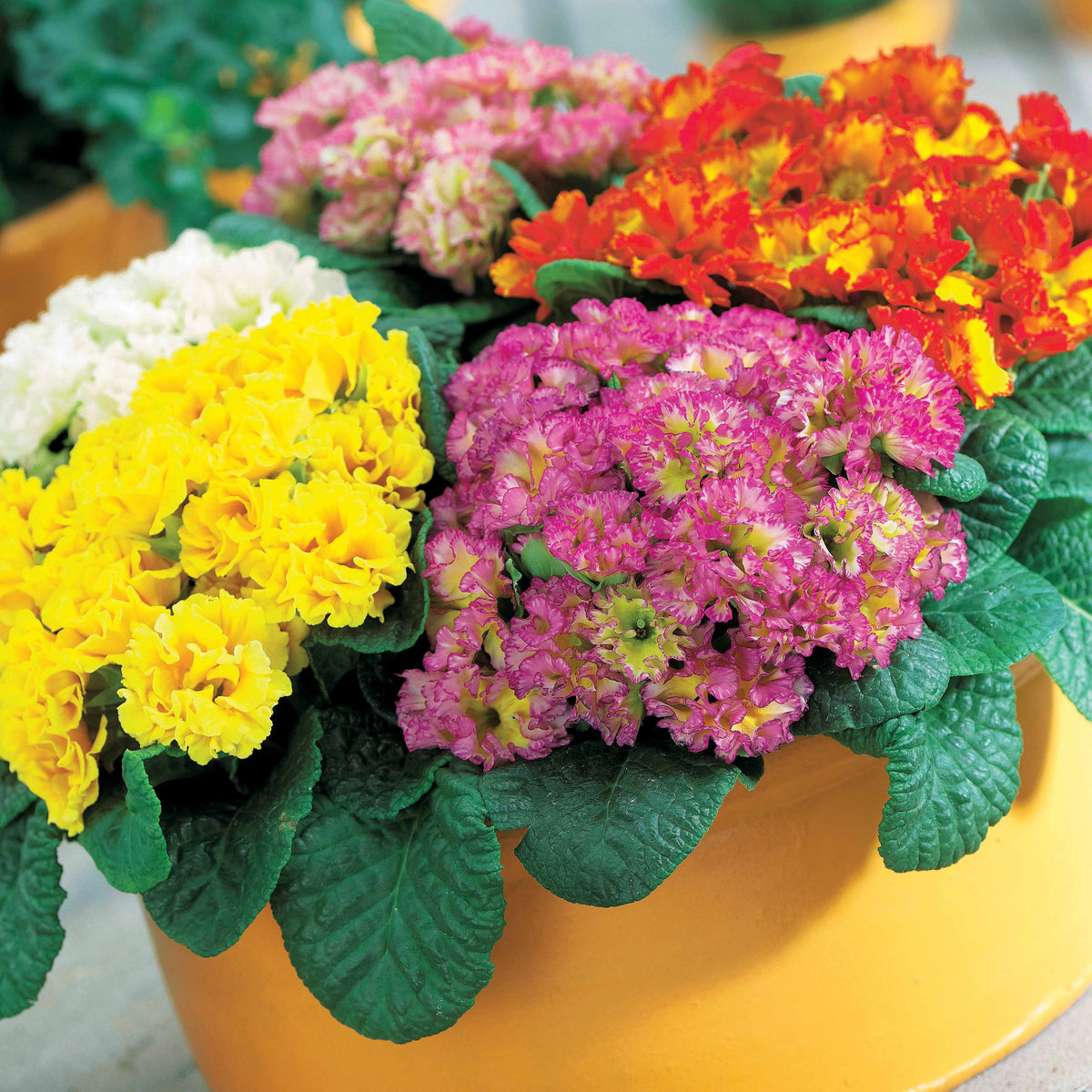 3 Primevères frangées Suzette en mélange - Willemse