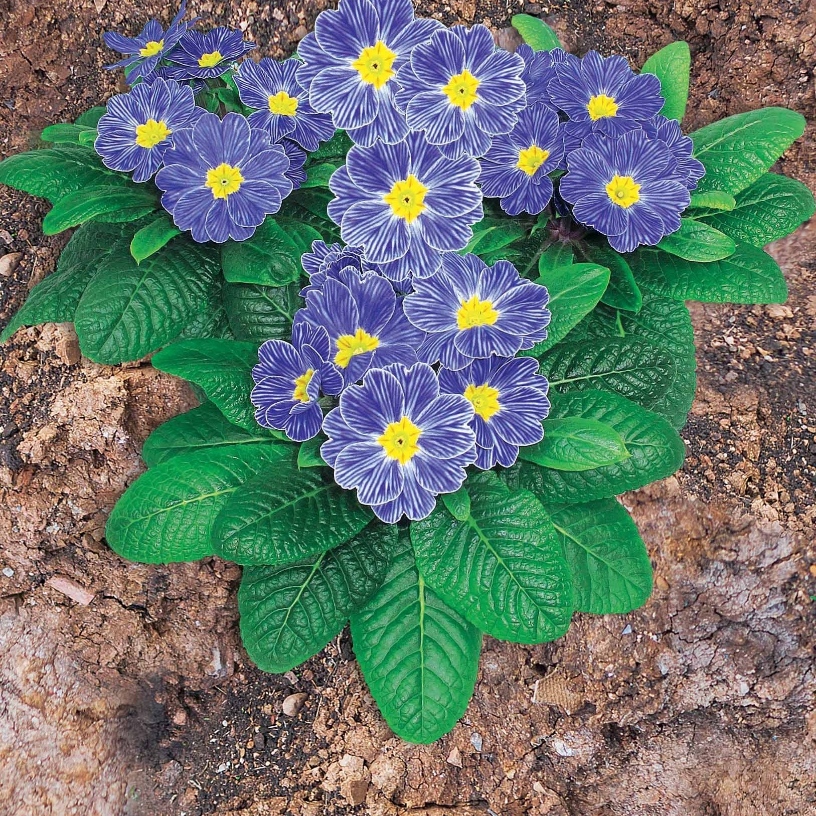 3 Primevères Zebra Blue - Primula zebra blue
