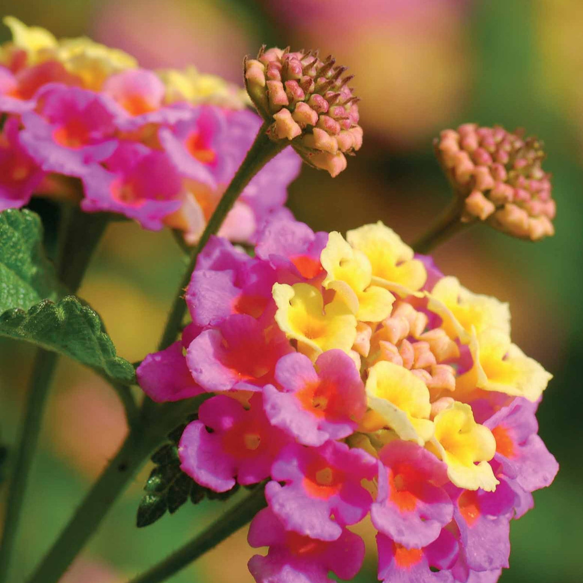 6 Lantanas en mélange - Lantanas camara - Willemse