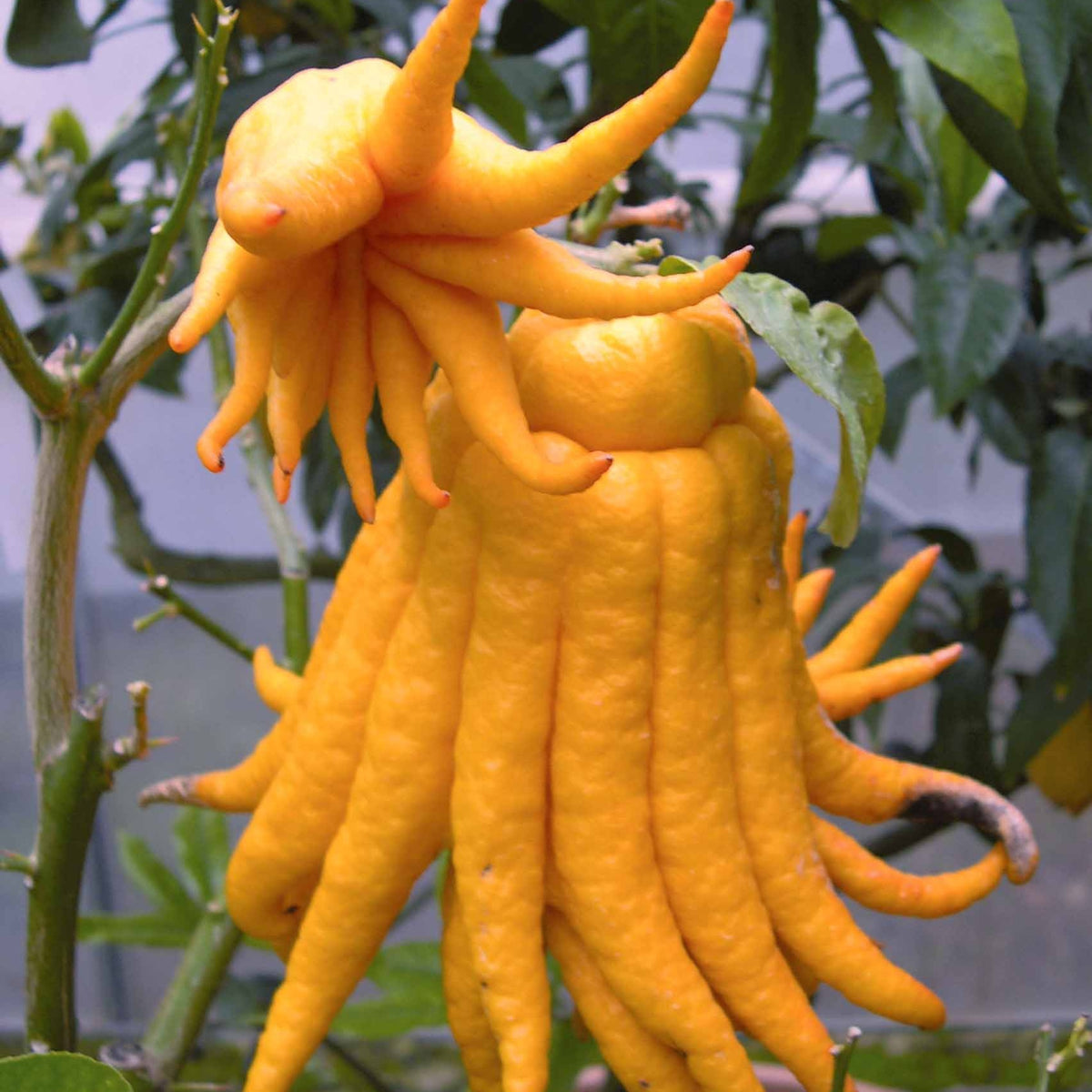 Main de Bouddha - Willemse