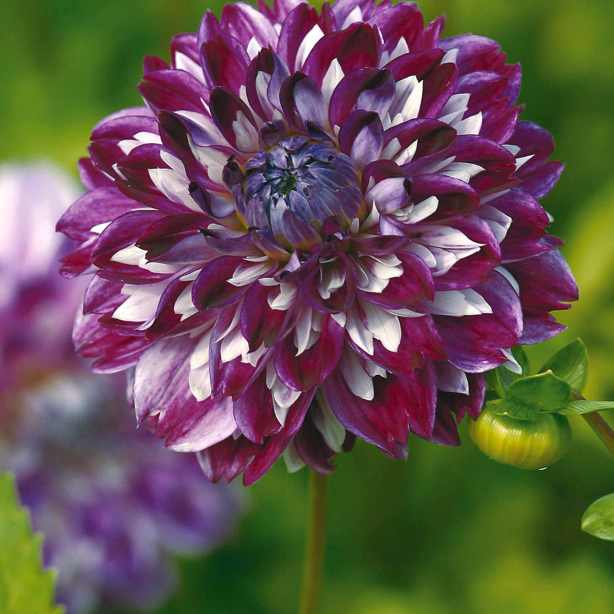 3 Dahlias décoratifs Illusion d'optique - Willemse