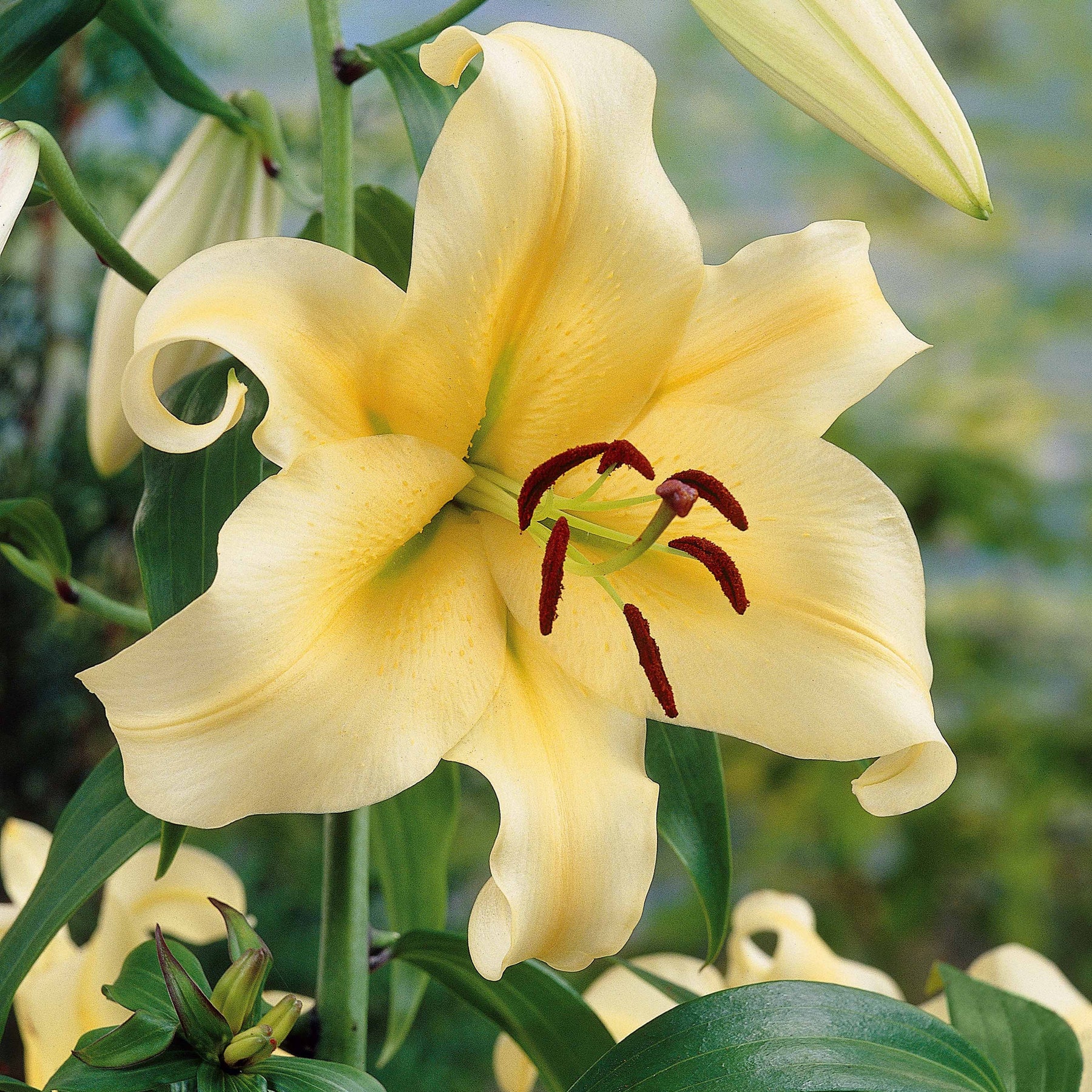 3 Lis géants Honeymoon - Willemse