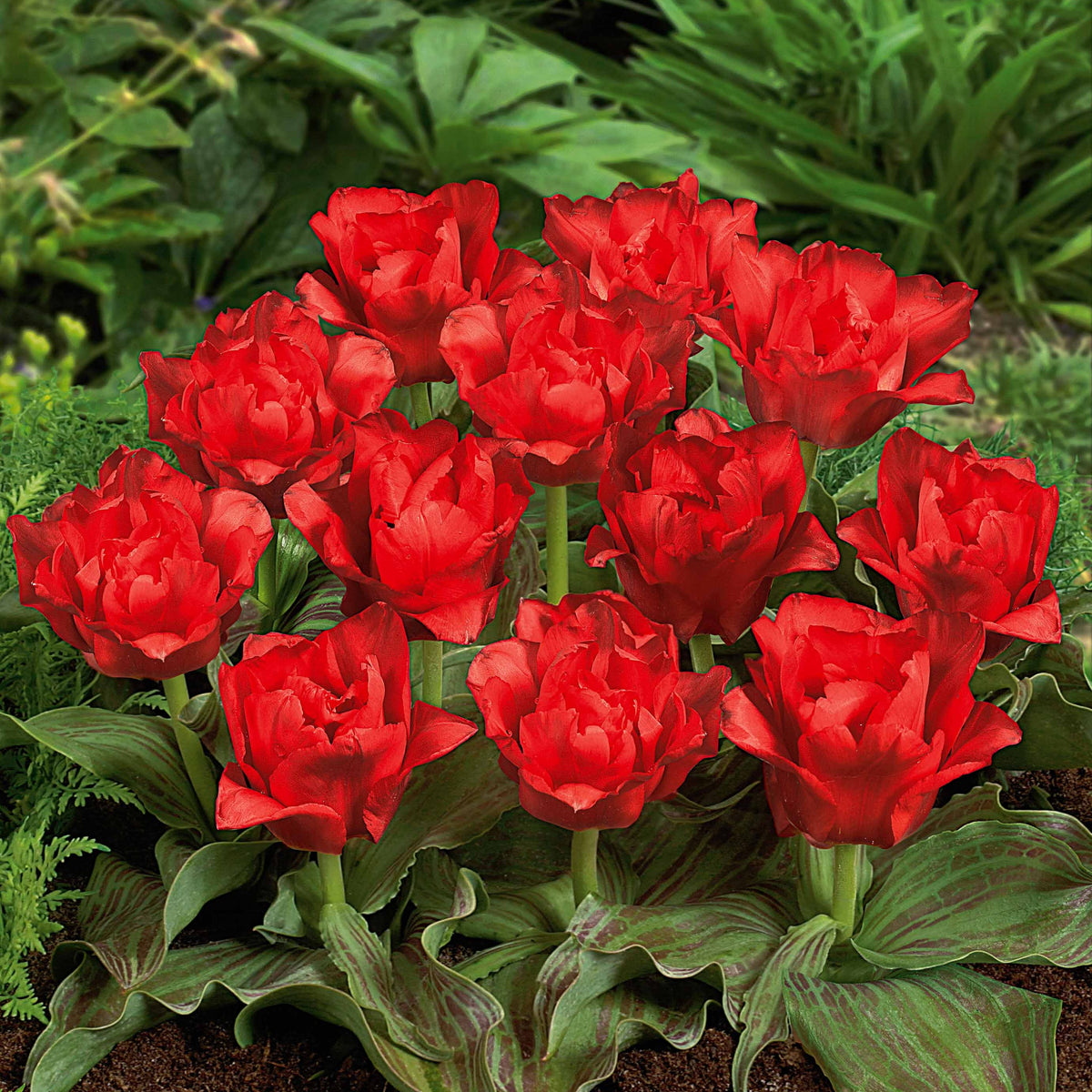 Tulipe - 10 Tulipes Chaperon Rouge Double - Tulipa greigii chaperon rouge double