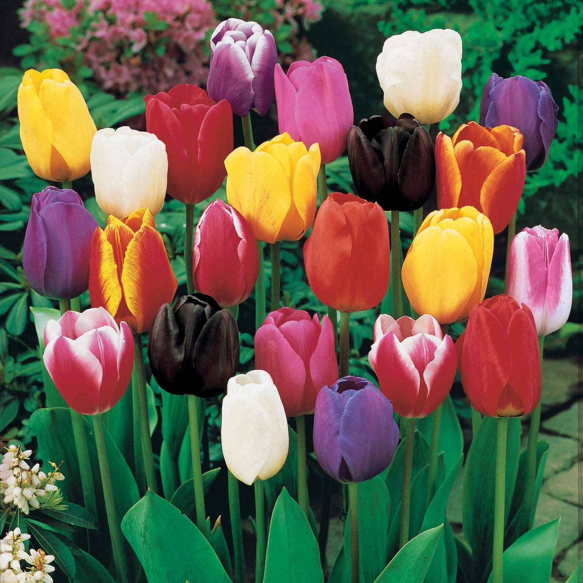 100 Tulipes à longues tiges en mélange - Tulipa - Plantes