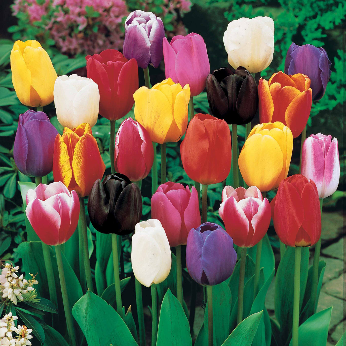50 Tulipes à longues tiges en mélange - Tulipa - Bulbes à fleurs