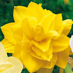 10 Narcisses à fleurs doubles Golden Ducat - Willemse