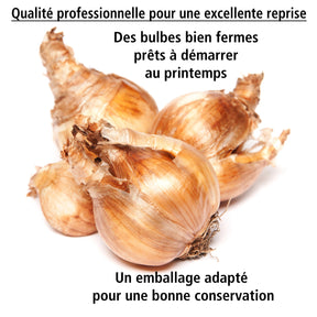 Narcissus golden ducat - 10 Narcisses à fleurs doubles Golden Ducat - Narcisse