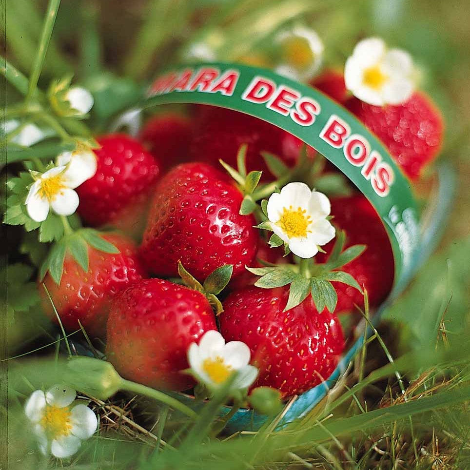 40 Fraisiers remontants Mara des Bois - Fragaria mara des bois - Willemse