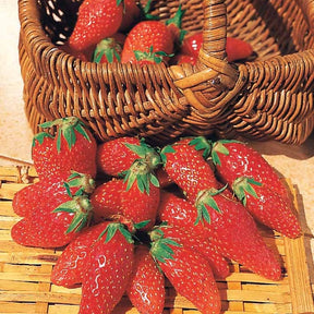 40 Fraisiers non remontants Gariguette - Willemse