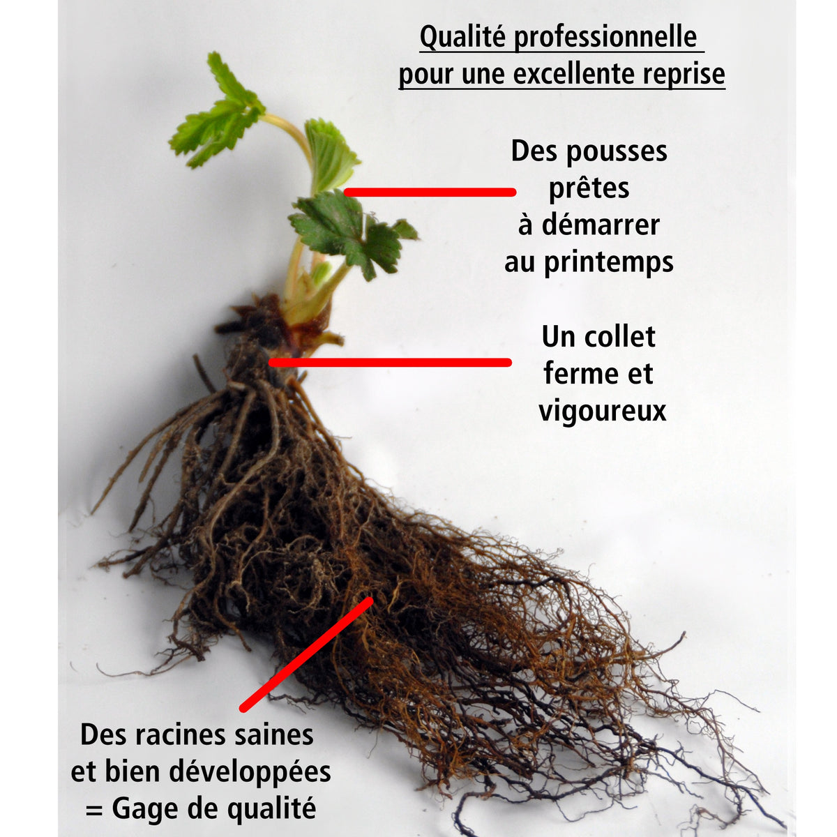 40 Fraisiers non remontants Gariguette - Fragaria gariguette - Willemse