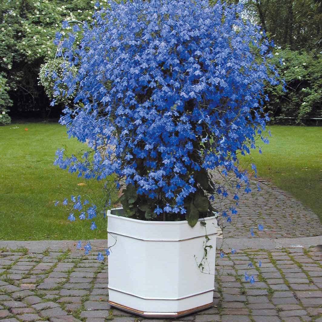 6 Lobélias azuro - Willemse