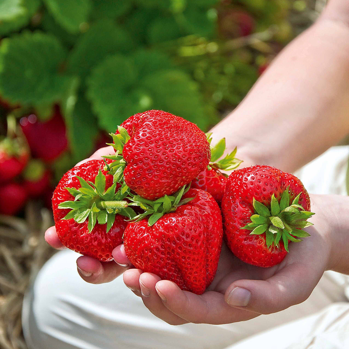 40 Fraisiers non remontants Maxim - Willemse