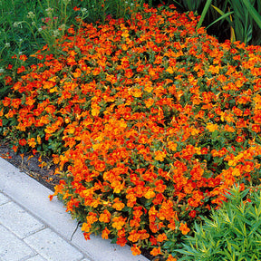 10 Mimulus Orange Glow - Willemse