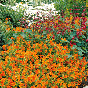10 Mimulus Orange Glow - Mimulus orange glow - Willemse
