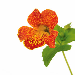 Mimulus orange glow - 10 Mimulus Orange Glow - Plantes vivaces