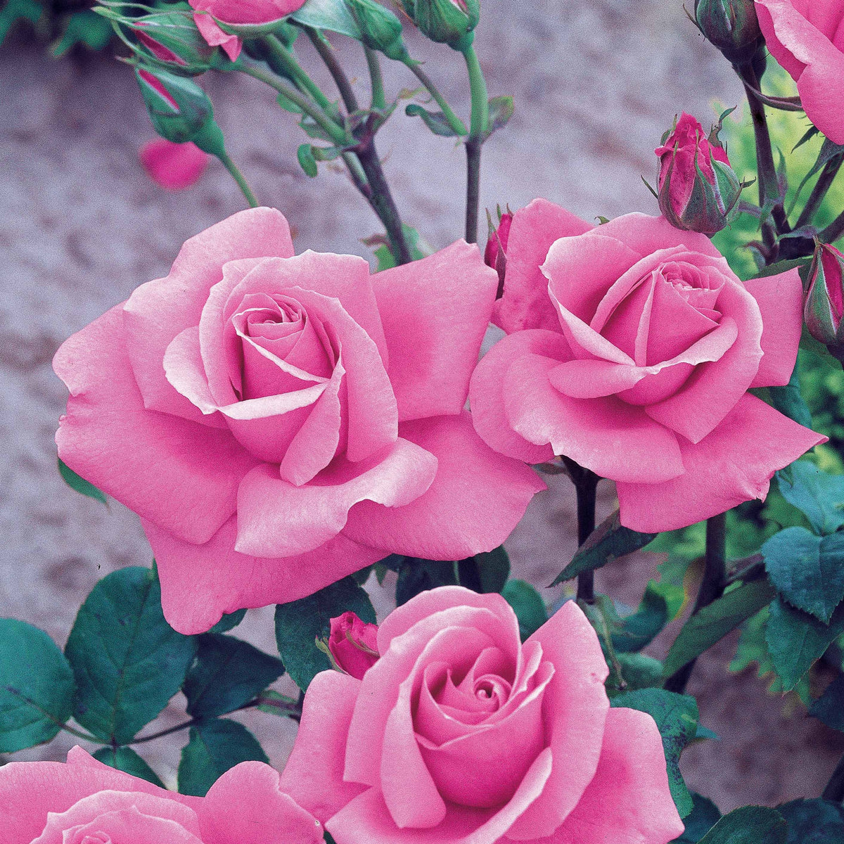 8 Rosiers Queen Elisabeth roses - Rosa queen elisabeth - Willemse