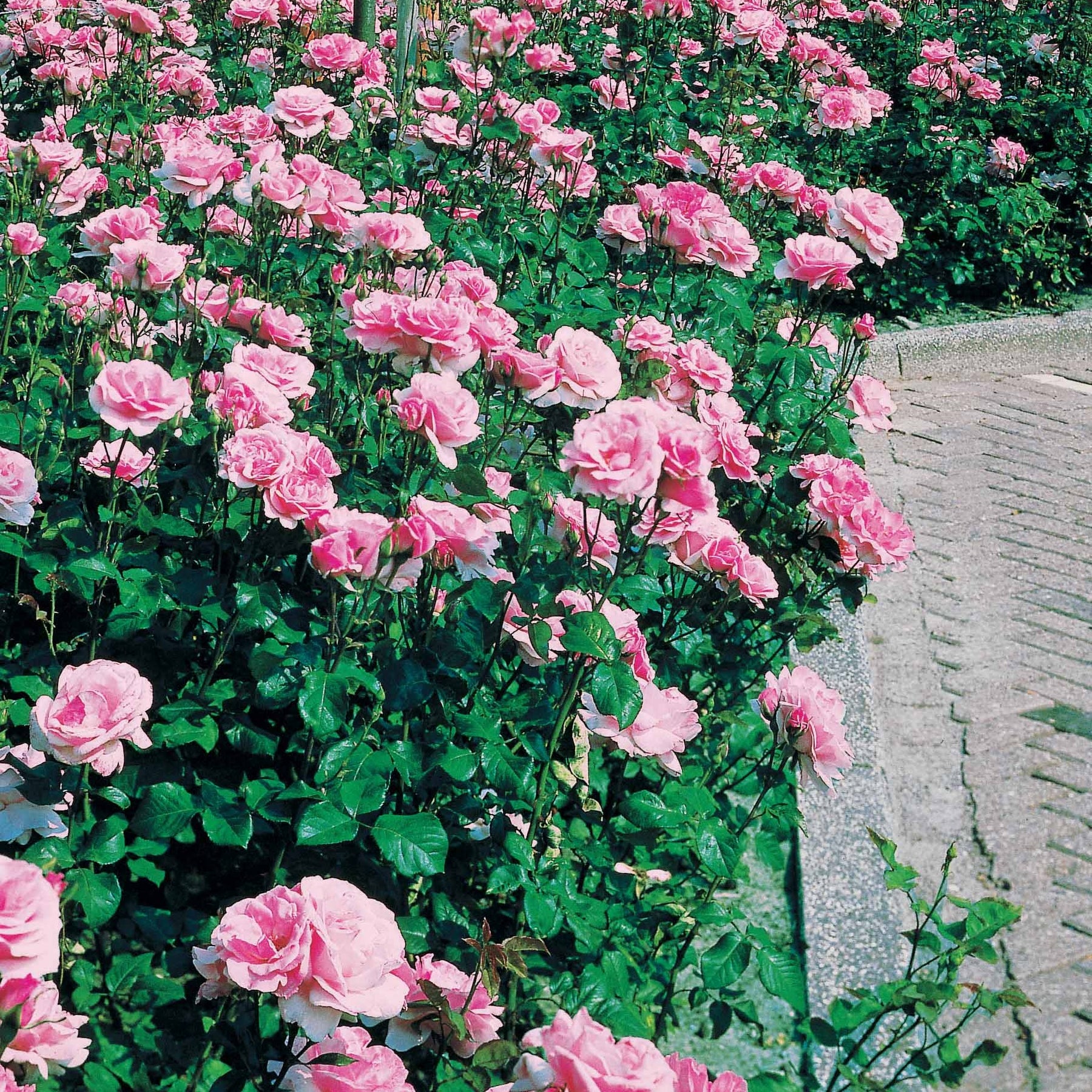 Rosa queen elisabeth - 8 Rosiers Queen Elisabeth roses - Rosiers à grandes fleurs