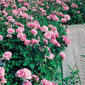 Rosa queen elisabeth - 8 Rosiers Queen Elisabeth roses - Rosiers à grandes fleurs