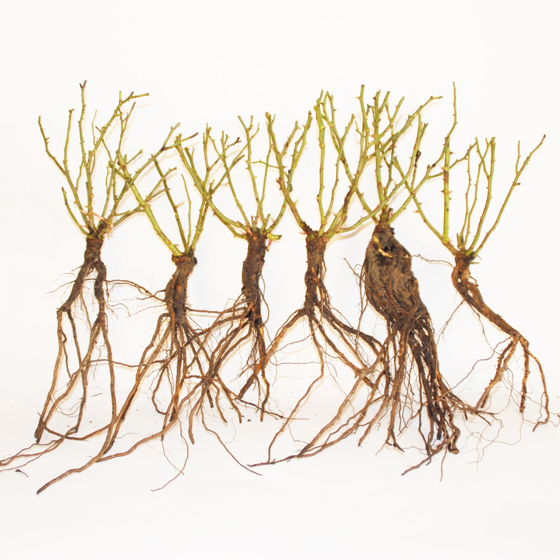 Rosa randilla - 6 Mini-rosiers Randilla rouges - Rosiers nains