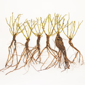 Rosa randilla - 6 Mini-rosiers Randilla rouges - Rosiers nains