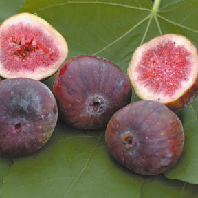 Figuier bleu Brogiotto - Ficus carica brogiotto - Willemse