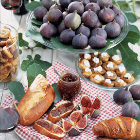 Ficus carica brogiotto - Figuier bleu Brogiotto - Grands fruitiers