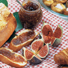 Vente Figuier bleu Brogiotto - Ficus carica brogiotto