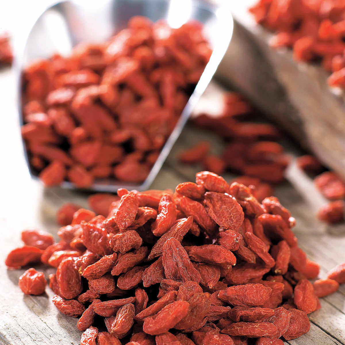 2 Gojis - Lycium barbarum - Willemse