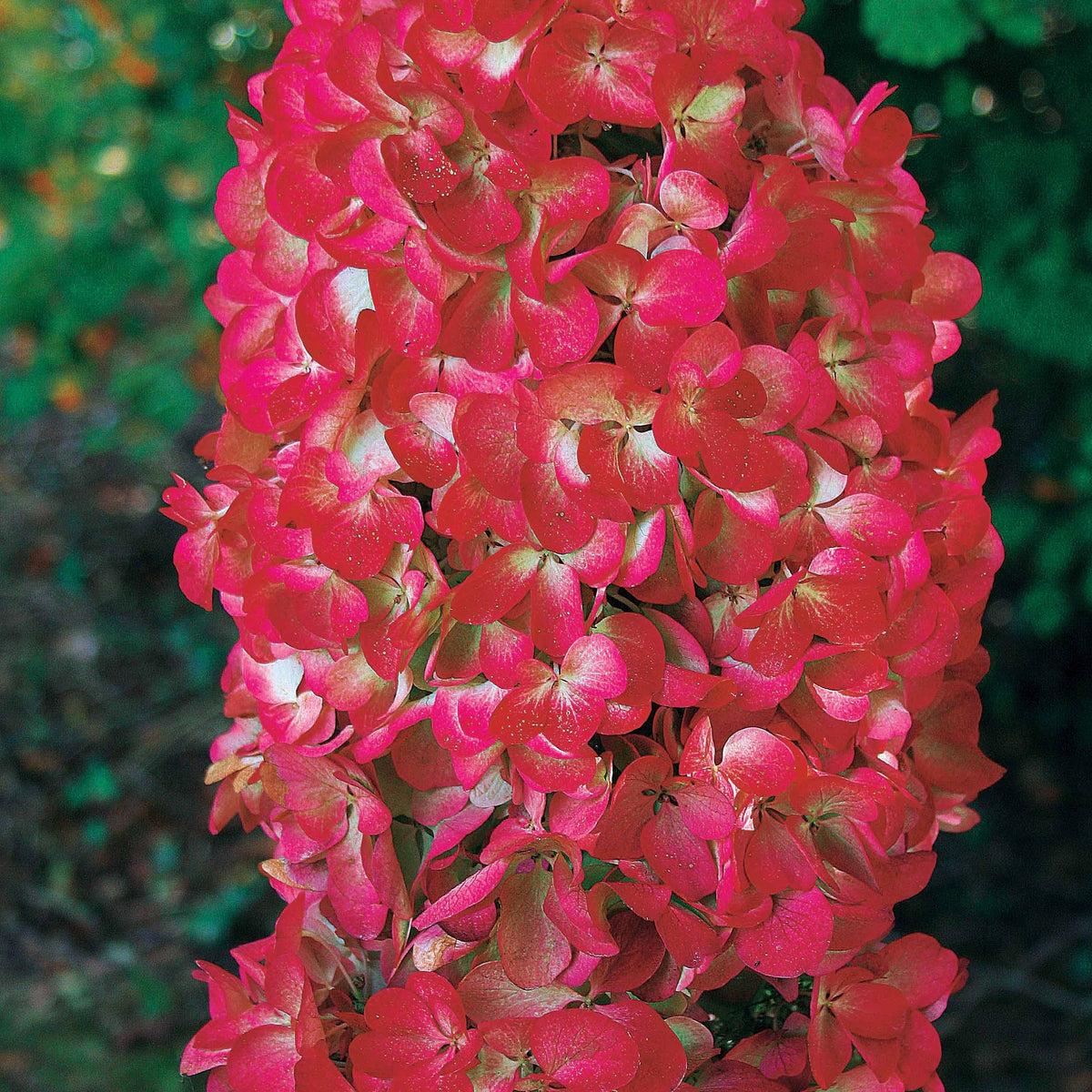 2 Hortensias à panicules Diamant Rouge - Hydrangea paniculata diamant rouge ® rendia - Willemse