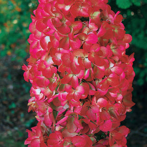 2 Hortensias à panicules Diamant Rouge - Hydrangea paniculata diamant rouge ® rendia - Willemse