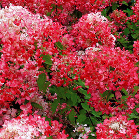 Hydrangea paniculata diamant rouge ® rendia - 2 Hortensias à panicules Diamant Rouge - Hortensia paniculé