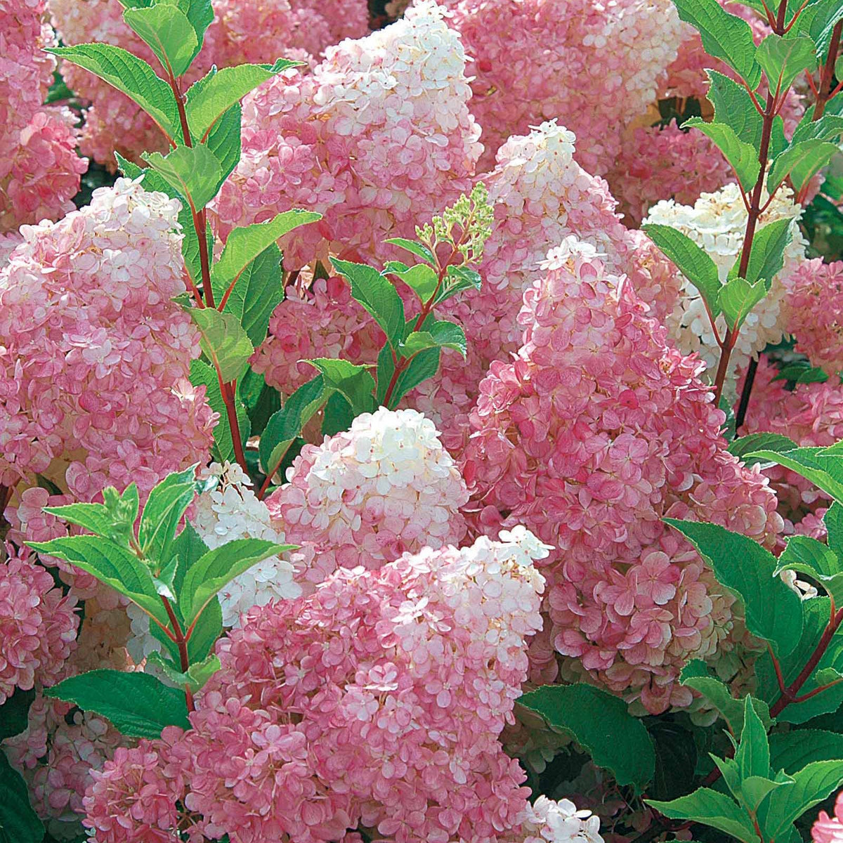 2 Hortensias Vanille Fraise® Renhy - Willemse