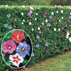 10 Hibiscus de jardin - Haie de 8 m linéaire - Willemse