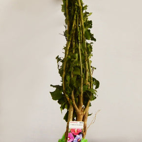 Vente 10 Hibiscus de jardin - Haie de 8 m linéaire - Hibiscus syriacus