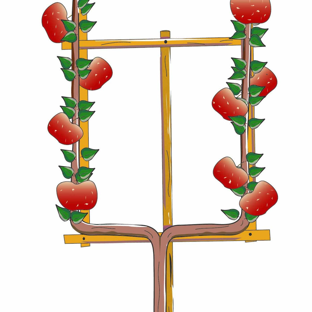 Pommier Rouge de Boskoop - Malus domestica boskoop rouge - Willemse