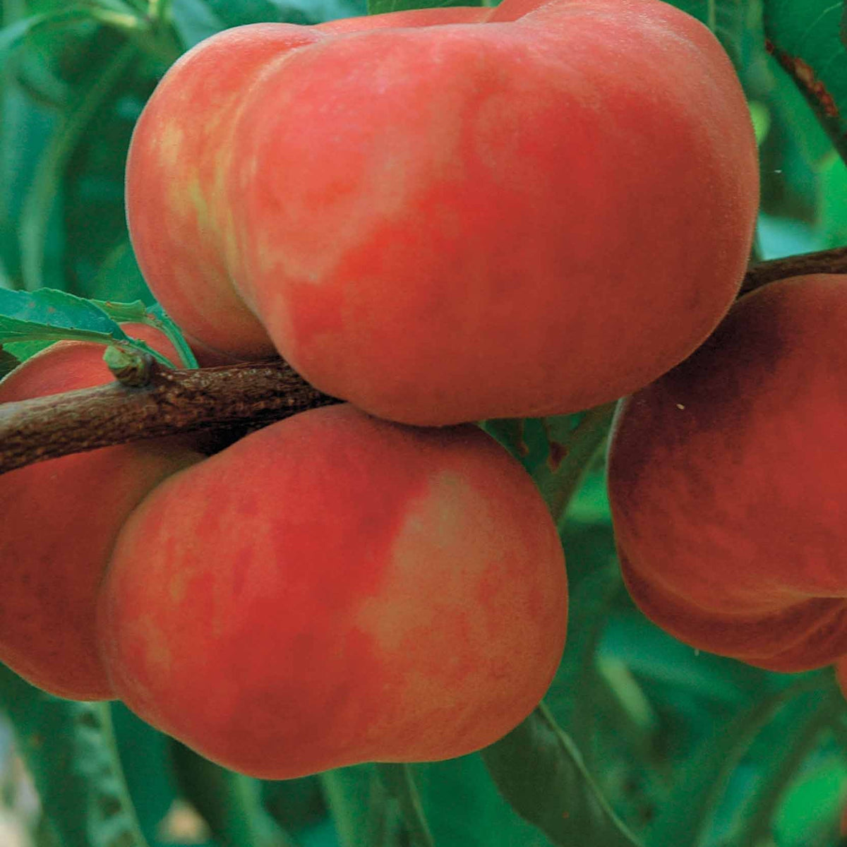 Pêche plate à chair blanche Sauzee Bel ® - Prunus persica  sauzee bel ® - Willemse