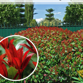 6 Photinias Red Robin - Haie de 5 m linéaire - Willemse