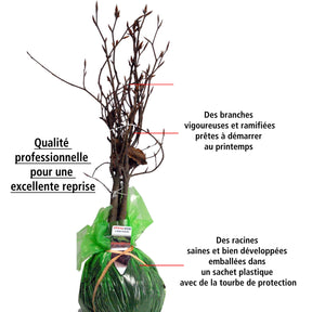Vente 10 Hêtres pourpres - Haie de 3 m linéaire - Fagus sylvatica purpurea