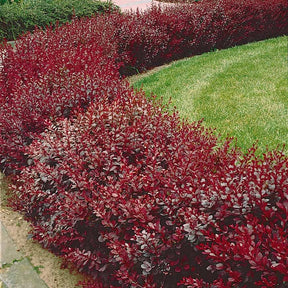 20 Berberis rouge - Haie de 6 m linéaire - Willemse