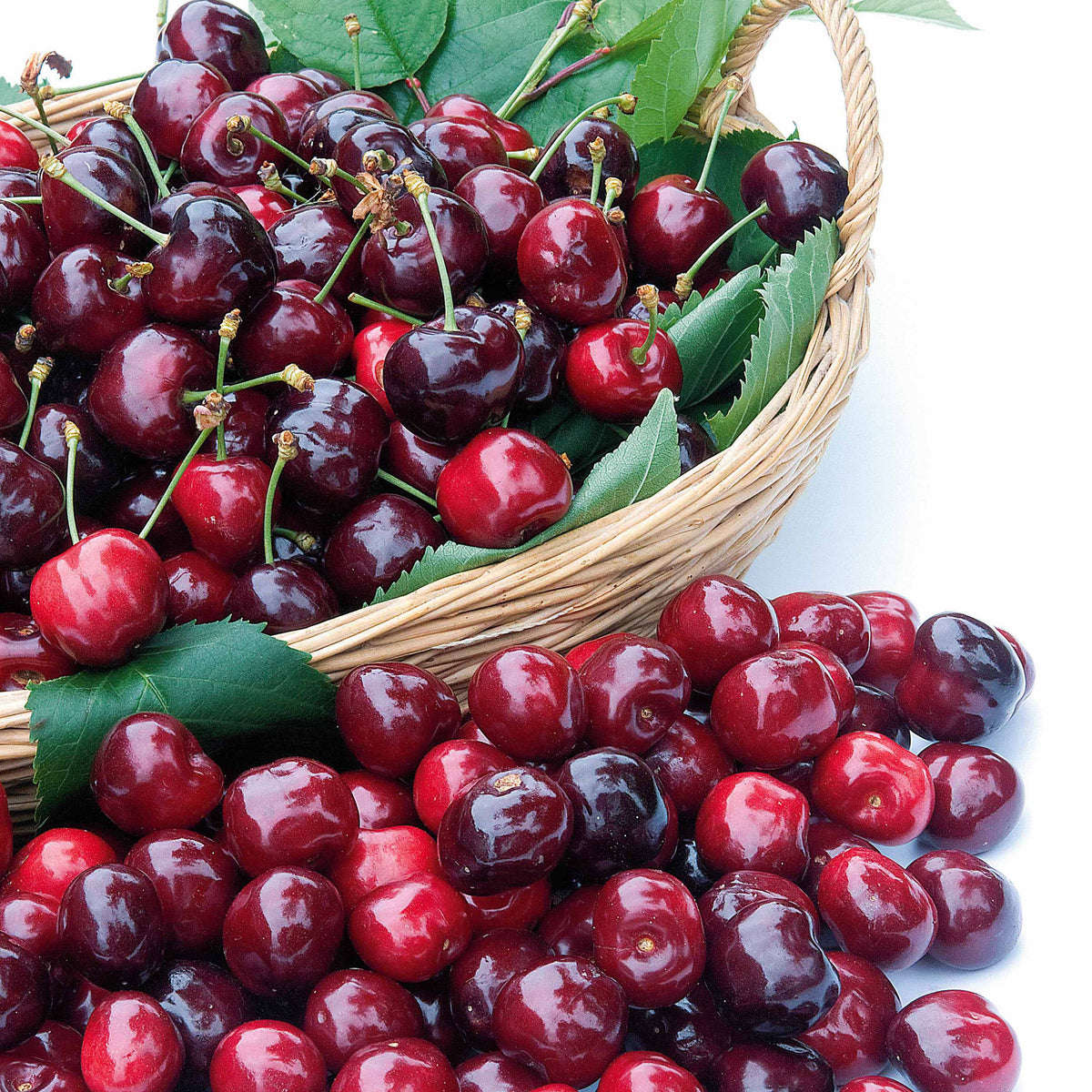 Cerisier Géante du Canada - Willemse